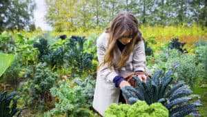 Sigdal_DenNordiskeMatreisen_Danmark_Plum4