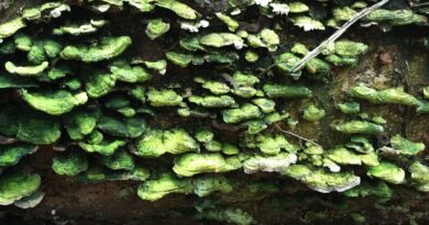 Sustainability inspired by nature. Bimomicry Norway.