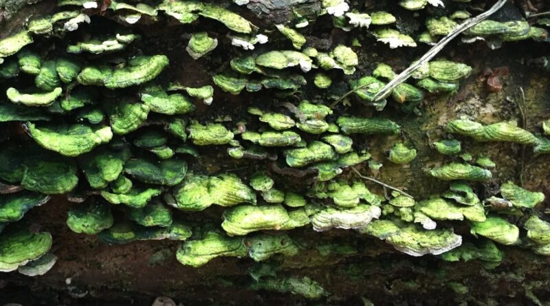 Sustainability inspired by nature. Bimomicry Norway.