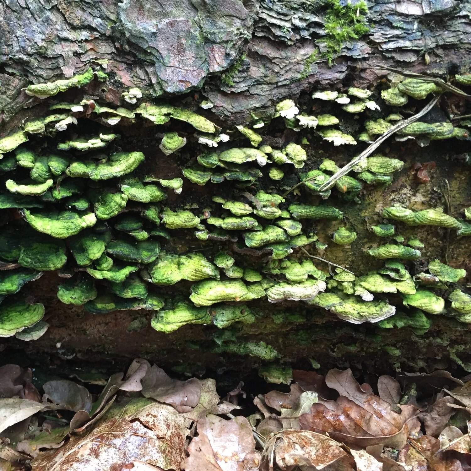 Sustainability inspired by nature. Bimomicry Norway.